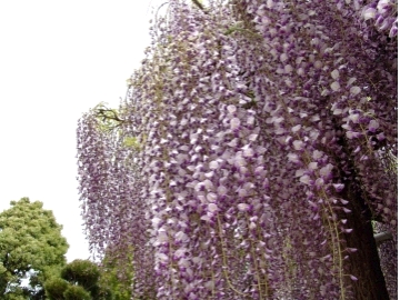 筑前町の花「藤」