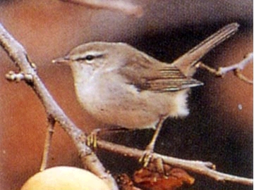 筑前町の鳥「うぐいす」