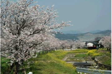 筑前町の木「桜」