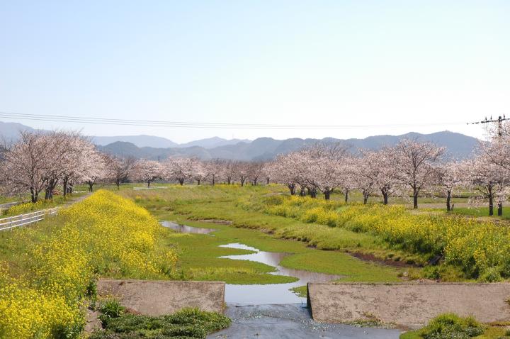 草場川桜並木１.JPG