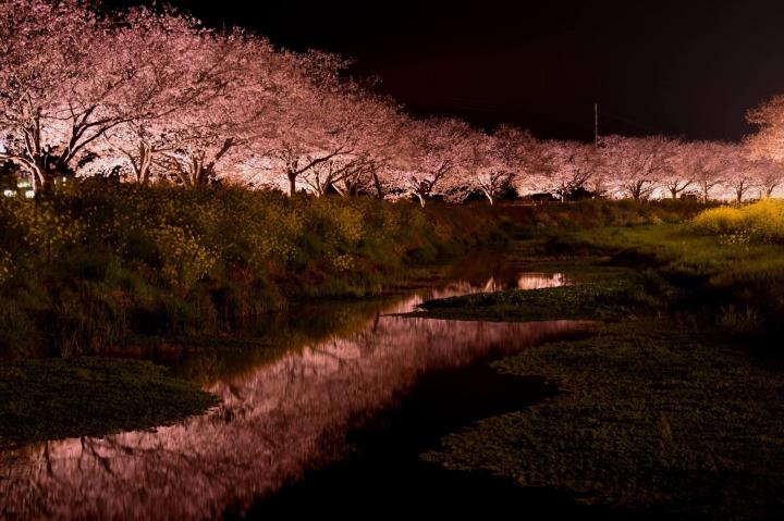 草場川の桜並木 くさばがわのさくらなみき 福岡県筑前町