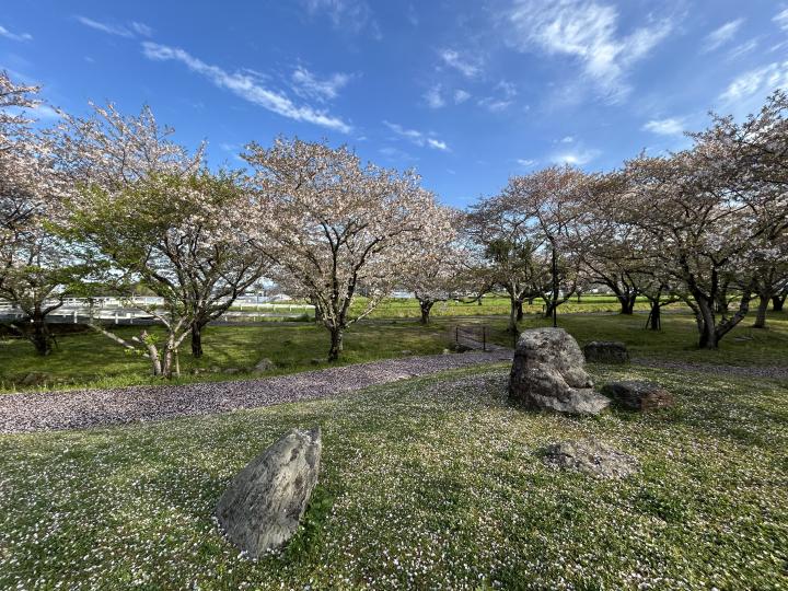 20260407sakura1.jpeg