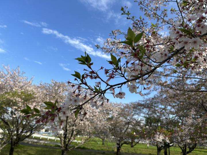 20260407sakura2.jpeg