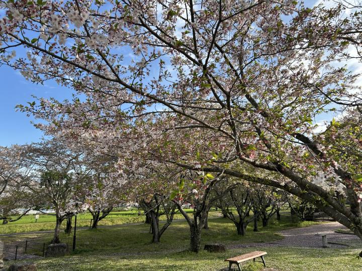 20260407sakura3.jpeg