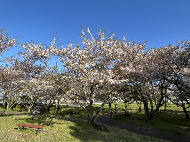 20260408sakura1.jpeg