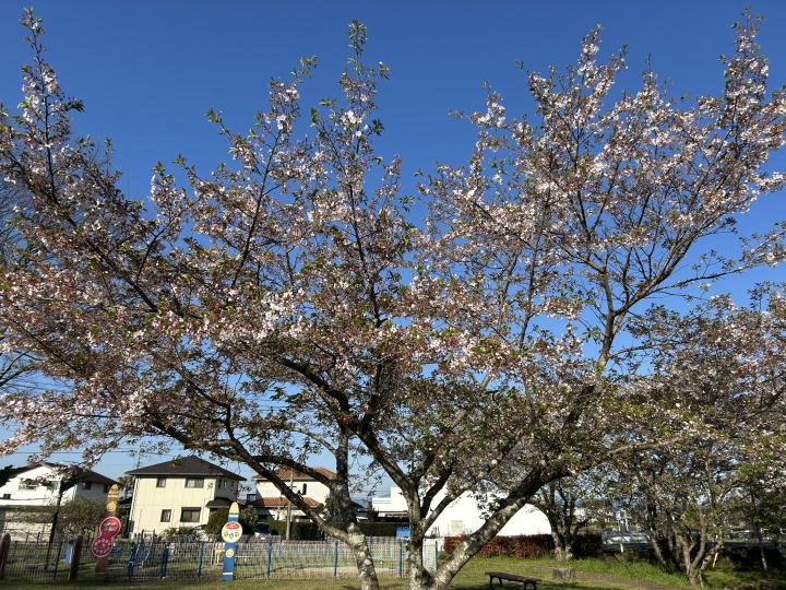 20260408sakura2.jpeg