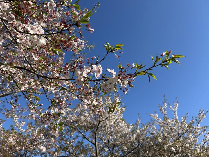 20260408sakura3.jpeg