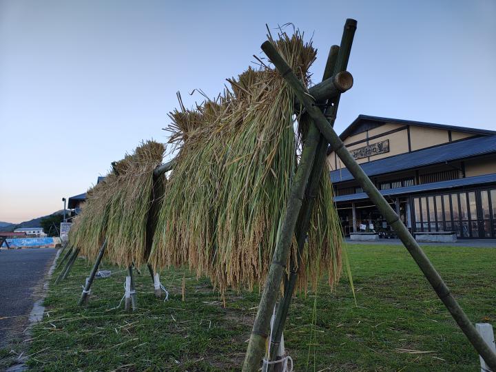 みなみの里稲わら干し