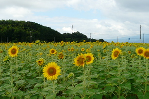 ひまわりの写真