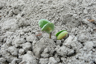 クロダマルの芽の写真