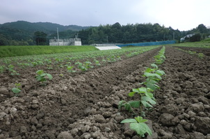 クロダマルの田んぼの写真2