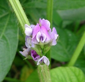 クロダマルの花の写真2
