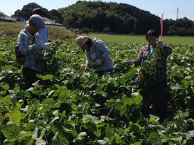 枝豆収穫体験の写真1