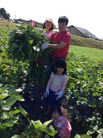 枝豆収穫体験の写真2