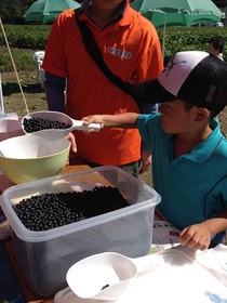 枝豆収穫体験の写真3