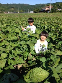 枝豆収穫体験の写真5