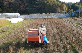クロダマル収穫作業の写真1