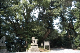 松峡八幡宮の大樟（まつおはちまんぐうのおおくす）の写真