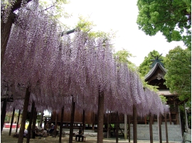 上高場の大藤（かみたかばのおおふじ）の写真