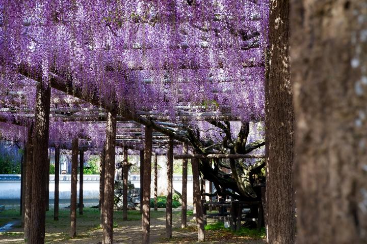 の画像