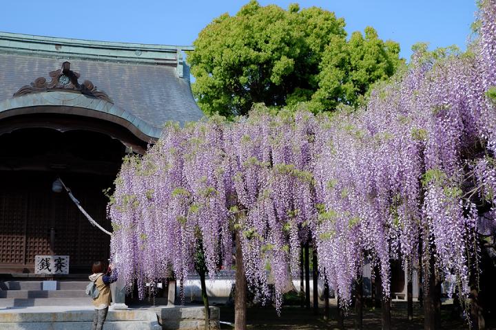 の画像